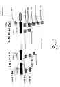 Fig. 02 - Hepatitis C dsRNA effector molecules, expression constructs, compositions, and methods of use