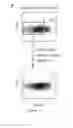 Fig. 07 - Cell line of lymphocytes comprising gamma-delta T cells, composition and production method thereof