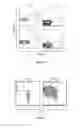 Fig. 16 - Cell line of lymphocytes comprising gamma-delta T cells, composition and production method thereof