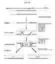 Fig. 02 - METHODS AND COMPOSITIONS FOR GENETICALLY ENGINEERING CLOSTRIDIA SPECIES