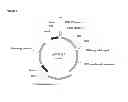 Fig. 02 - PCP2 mini-promoters