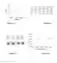 Fig. 04 - OPTICAL DETECTION OF CYANIDES, METHOD, KIT AND DEVICE
