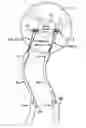 Fig. 01 - Exercise device using undulation members