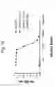 Fig. 41 - Protein scaffolds