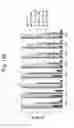 Fig. 45 - Protein scaffolds