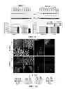 Fig. 07 - Methods and compounds for treating cancer