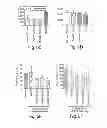 Fig. 08 - RAAV-based compositions and methods for treating alpha-1 anti-trypsin deficiencies