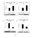 Fig. 02 - COMPOSITION AND METHOD FOR INFLUENCING ENERGY METABOLISM AND TREATING METABOLIC AND OTHER DISORDERS
