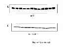 Fig. 08 - COMPOSITION AND METHOD FOR INFLUENCING ENERGY METABOLISM AND TREATING METABOLIC AND OTHER DISORDERS