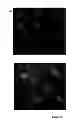 Fig. 09 - COMPOSITION AND METHOD FOR INFLUENCING ENERGY METABOLISM AND TREATING METABOLIC AND OTHER DISORDERS