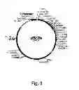 Fig. 04 - Methods for producing secreted polypeptides having biological activity