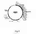 Fig. 07 - Methods for producing secreted polypeptides having biological activity