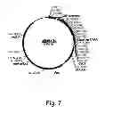 Fig. 08 - Methods for producing secreted polypeptides having biological activity