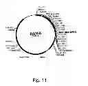 Fig. 12 - Methods for producing secreted polypeptides having biological activity