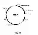 Fig. 16 - Methods for producing secreted polypeptides having biological activity