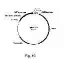 Fig. 17 - Methods for producing secreted polypeptides having biological activity