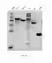 Fig. 06 - Manufacturing and purification processes of Complex protein found in Fraction IV to make a separated Apo, Transferrin, and Alpha 1 Antitrypsin (A1AT) or a combined Transferrin/Apo/Human Albumin/A1AT and all new found proteins