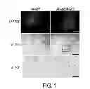 Fig. 02 - Therapeutic compounds