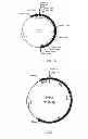 Fig. 03 - Pyripyropene a biosynthetic gene