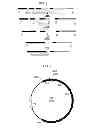 Fig. 04 - Pyripyropene a biosynthetic gene