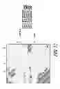 Fig. 13 - COMPOSITIONS AND METHODS FOR PREPARING SHORT RNA MOLECULES AND OTHER NUCLEICACIDS