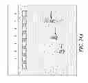 Fig. 30 - COMPOSITIONS AND METHODS FOR PREPARING SHORT RNA MOLECULES AND OTHER NUCLEICACIDS
