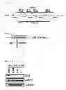 Fig. 02 - NOVEL ANILINE DERIVATIVES AND USE THEREOF
