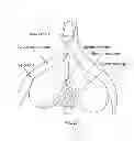 Fig. 26 - Devices and Methods for Promoting Female Sexual Wellness