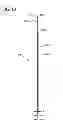Fig. 20 - Body adhering absorbent article