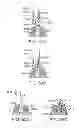 Fig. 45 - Knotless suture anchor and methods of use