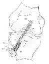 Fig. 01 - FIXATION SCREW, GRAFT LIGAMENT ANCHOR ASSEMBLY, AND METHOD FOR SECURING A GRAFT LIGAMENT IN A BONE TUNNEL