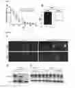 Fig. 07 - EphA4 is a disease modifier in motor neuron disease