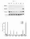 Fig. 02 - Gene implicated in abiotic stress tolerance and growth accelerating and use thereof