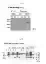 Fig. 05 - Gene implicated in abiotic stress tolerance and growth accelerating and use thereof