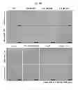 Fig. 11 - Gene implicated in abiotic stress tolerance and growth accelerating and use thereof