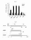 Fig. 15 - Gene implicated in abiotic stress tolerance and growth accelerating and use thereof