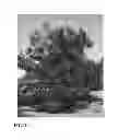 Fig. 03 - Walnut tree named 'Solano'