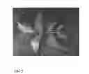 Fig. 06 - Walnut tree named 'Solano'