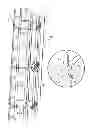 Fig. 01 - LADDER RING CAGE