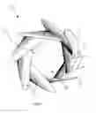 Fig. 04 - Petal shaped greeting card and method