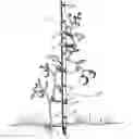 Fig. 01 - Apparatus and method for an adjustable plant support