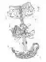 Fig. 30 - Continuously variable transmission