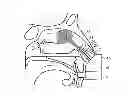 Fig. 01 - NASAL ADMINISTRATION