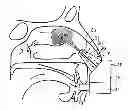 Fig. 01 - NASAL ADMINISTRATION