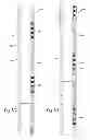 Fig. 06 - System for circumferentially aligning a downhole latch subsystem