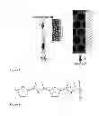 Fig. 02 - Method of filtering water using an electrically active polymer composed of pyrrole monomers having counter anions associated therewith