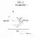 Fig. 03 - Thin film transistor array substrate for digital photo-detector