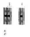 Fig. 44 - Semiconductor device and structure