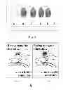 Fig. 03 - Method for creating a customized children's storybook with fingerprint art using fingerprint-ready image templates