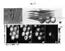 Fig. 06 - Z-microscopy